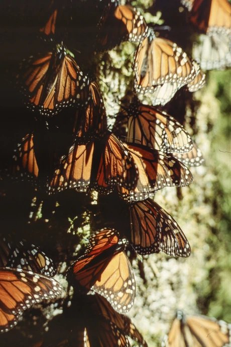 Monarchfalter Schwarm, Mariposa Monarca