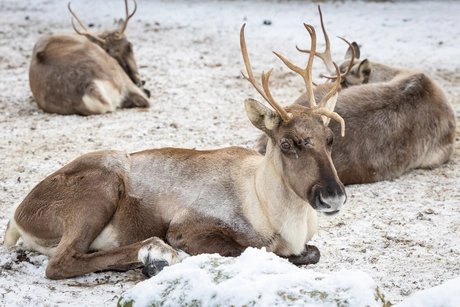 Winter im Zoo