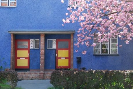 Kirschblüte in der Hufeisensieslung