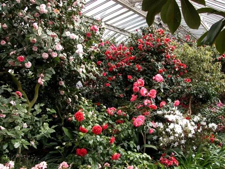 Kameliengewächshaus, Innenansicht