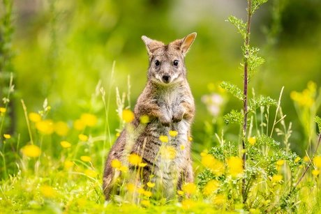 Wallaby im Zoo Berlin