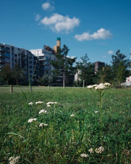 Blumen im Park am Gleisdreieck