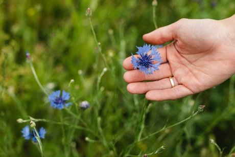 eine Hand hält eine blaue Blume