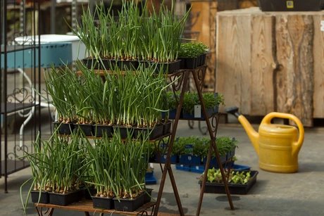Veranstaltungen in Berlin: Kräutertage zum Saisonauftakt