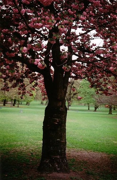 Blühender Baum zur Walpurggisnacht
