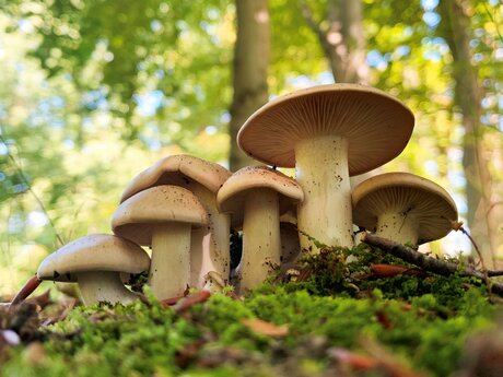 Veranstaltungen in Berlin: Mushrooms in Berlin: Guided Walking Tours in English