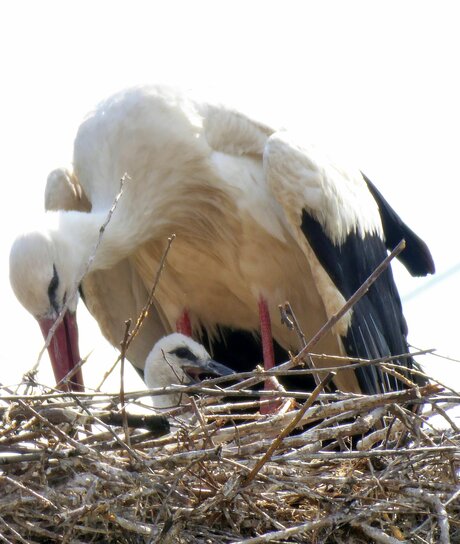 Storch mit Jungvogel im Nest