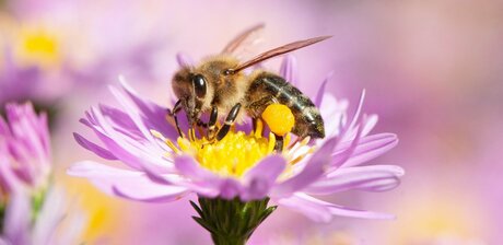 Slowenische Krainer Biene sammelt Pollen