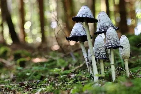 Pilze im Herbst