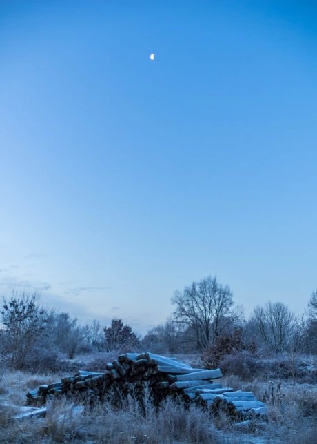Veranstaltungen in Berlin: Ausstellung - WILDE SCHÖNHEIT