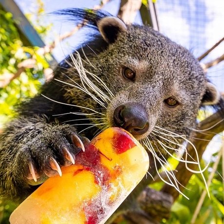 Binturong mit einem Eis