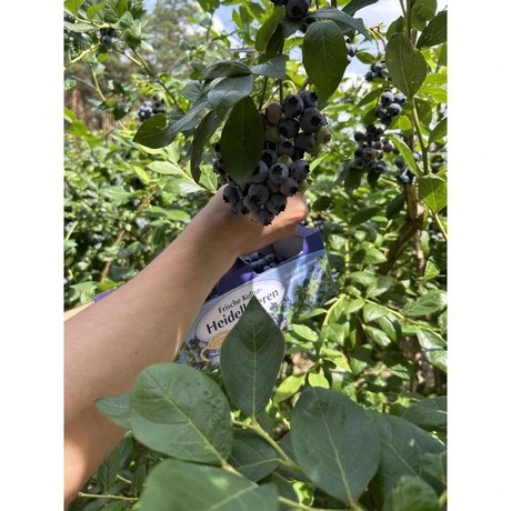 Heidelbeeren selbstpflücken