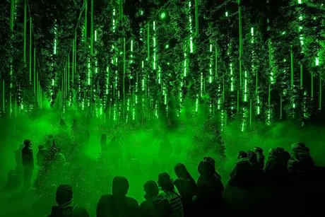 DARK-MATTER-Forest-Winterlights25