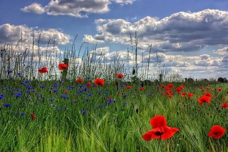Blick auf eine Wiese mit roten Mohnblumen
