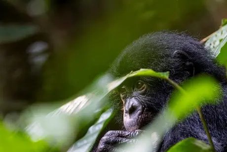 Bonobo im Salonga Nationalpark
