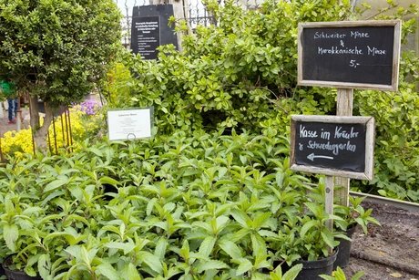 Veranstaltungen in Berlin: Kräutertage zum Saisonauftakt