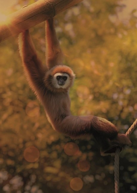 Veranstaltungen in Berlin: Tierische Jahreszeiten im Tierpark Berlin ꟾ Goldener Spätsommer