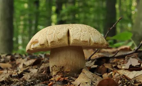 Pilz im Wald