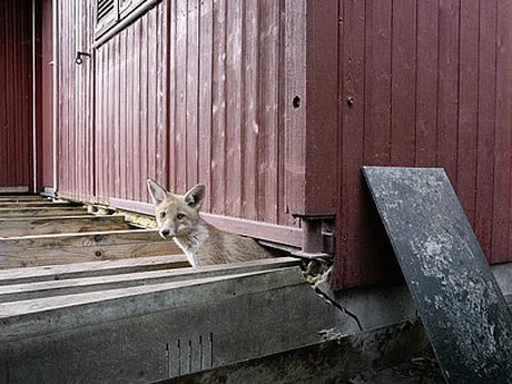 Lorenz Kienzle, Eines von 6 Fuchskindern vor dem Fuchsbau auf der KlimaInsel, 2025, Digitaldruck