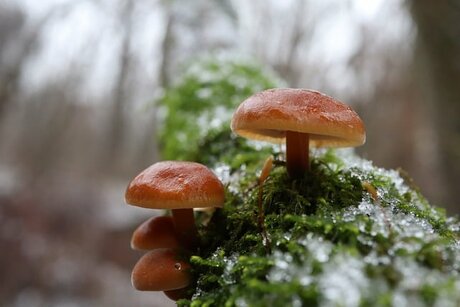 Pilze im Winter