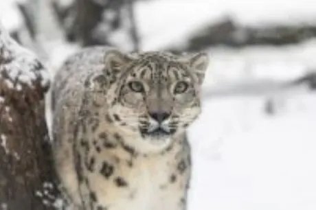 Schneeleopard im Tierpark Berlin