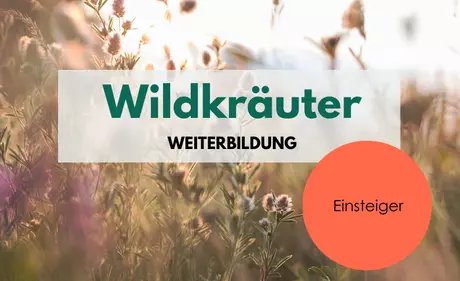 KEY VISUAL Wildkräuter Weiterbildung