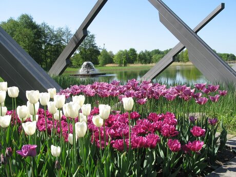 Tulipan - Britzer Garten