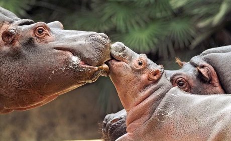 Zoo Berlin