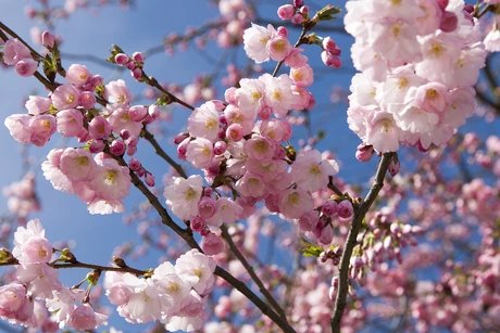 Kirschblüten in Berlin