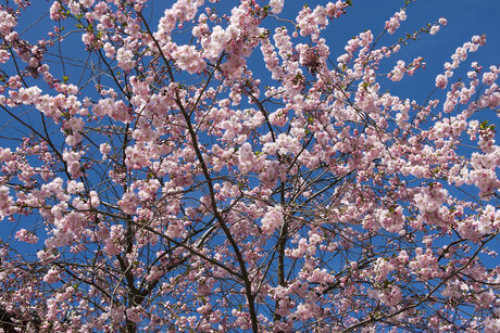 Kirschblüten in Berlin