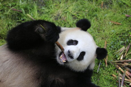 Pandas en el Zoo de Berlín: Los únicos pandas en Alemania Meng Meng y Jiao Qing se encuentran en Berlín.