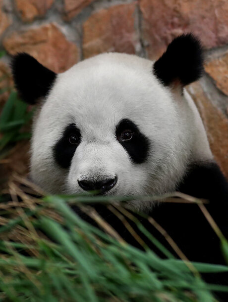 Pandabär Jiao Qing im Berliner Zoo