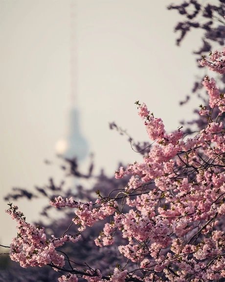 Kirschblüte