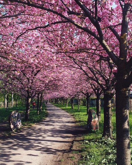 Kirschblüte am Berliner Mauerweg