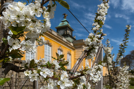 The New Chambers in Sanssouci Park - Spring