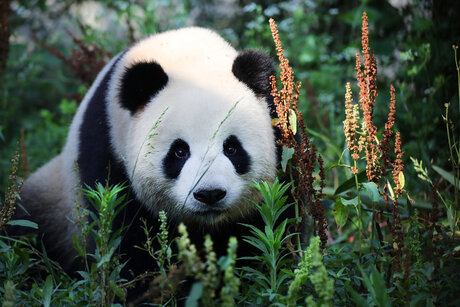Pandas at Berlin Zoo: Germany´s only pandas Meng Meng & Jiao Qing can be found in Berlin.