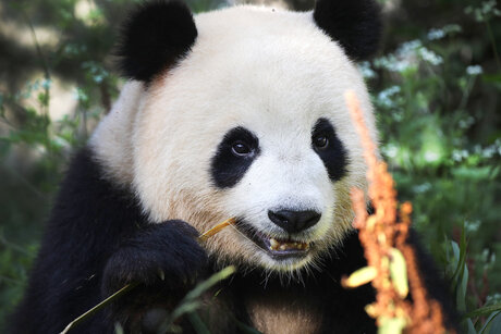 Pandabär Meng Meng im Berliner Zoo