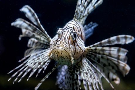 Rotfeuerfisch im Aquarium - Zoologischer Garten Berlin