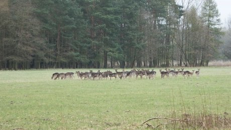 Rehe im Wildgehege im Spandauer Forst