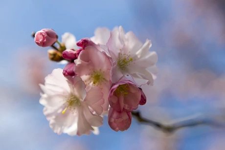 Kirschblüte in Berlin
