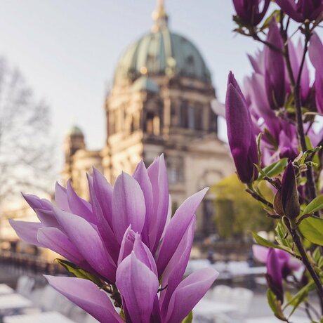  Rhododendrons bloom at the Berlin Cathedral