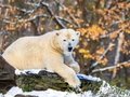 Winter im Tierpark Berlin
