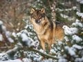 Winter im Zoo