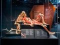 KÖRPERWELTEN Museum Berlin