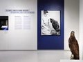 Blick in die Ausstellung „Die Heinroths, ihre 1000 Vögel und die Anfänge der Verhaltensforschung“ im Stabi Kulturwerk.