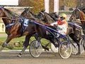 Der 14-malige Deutsche Meister Michael Nimczyk mit Hengst Aladin Der 14-malige Deutsche Meister Michael Nimczyk mit Hengst Aladin