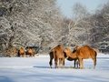 Winter im Tierpark Berlin