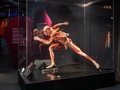 KÖRPERWELTEN Museum Berlin