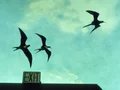 Les oiseaux de New York (Exit), 1999. Courtesy Buchkunst Berlin