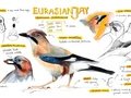 Skizzentagebuch für Vogelbeobachter Skizzentagebuch für Vogelbeobachter